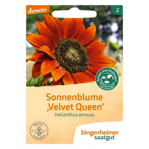 Sonnenblume „Velvet Queen“