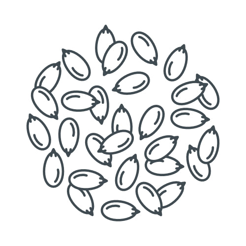 Polenta (Maisgrieß) (100g)